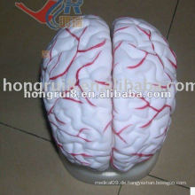ISO Neues zerebrales Arterienmodell, menschliches Gehirn Anatomie Modell